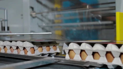 Eggs on packaging line eggs production Stock-Footage 62398730