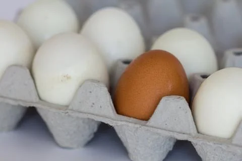 Eggs panel Stock Photos