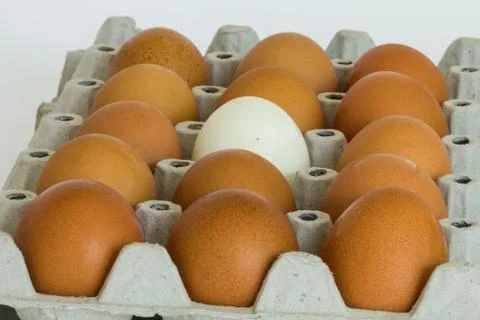 Eggs panel Stock Photos