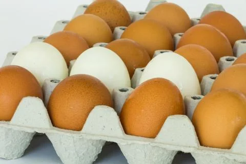 Eggs panel Stock Photos