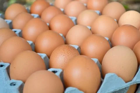Eggs in the panel Foto stock