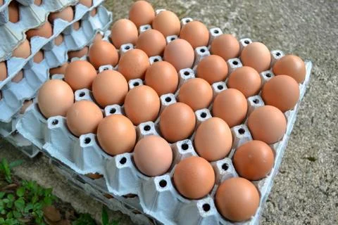Eggs in the panel Stock Photos