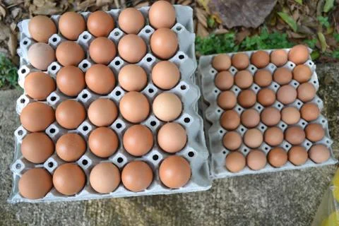 Eggs in the panel Foto stock