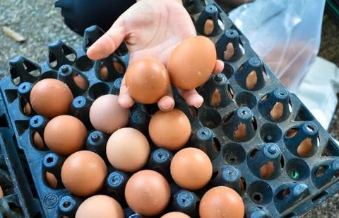 Eggs in the panel Stock Photos