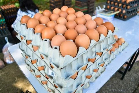 Eggs in the panel Stock Photos