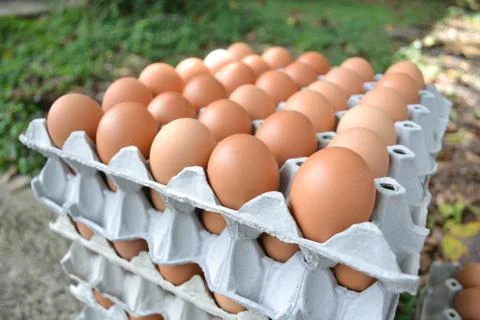 Eggs in the panel Stock-Fotos