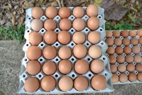 Eggs in the panel Stock Photos
