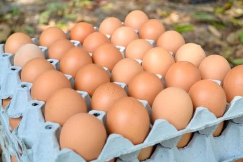 Eggs in the panel Foto stock