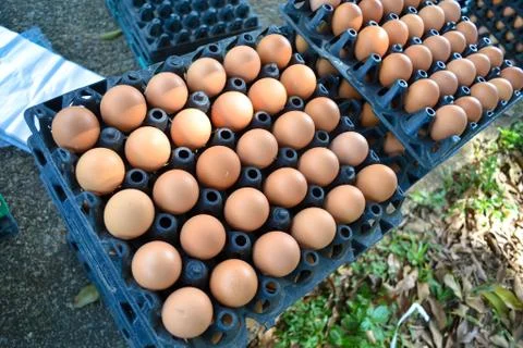 Eggs in the panel Foto stock
