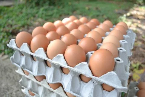 Eggs in the panel Foto stock