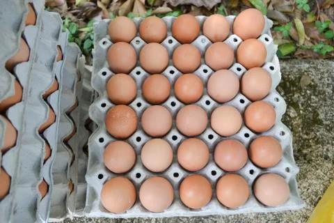 Eggs in the panel Stock-Fotos