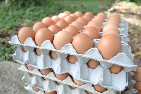 Eggs in the panel Stock Photos