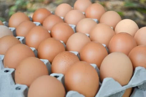 Eggs in the panel Foto stock