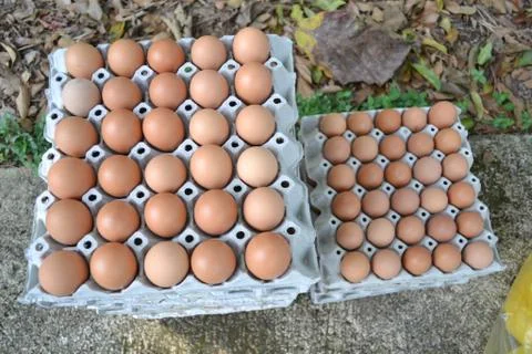 Eggs in the panel Stock Photos