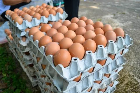 Eggs in the panel Stock Photos