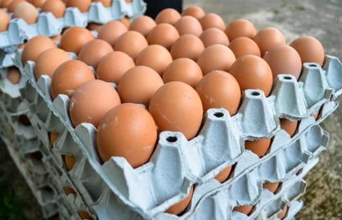 Eggs in the panel Stock Photos