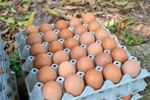 Eggs in the panel Foto stock