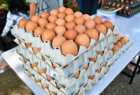 Eggs in the panel Stock Photos