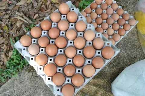 Eggs in the panel Stock Photos