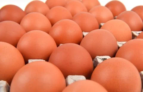 Eggs in paper tray 스톡 사진
