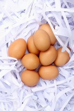 Eggs on papers cut background Stock Photos