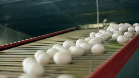 Eggs at the paultry farm Stock Footage 72326231