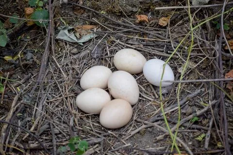 Eggs of peacock Stock Photos