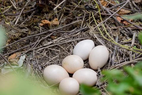Eggs of peacock Foto stock
