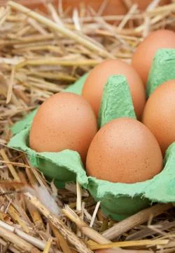 Eggs Stock Photos