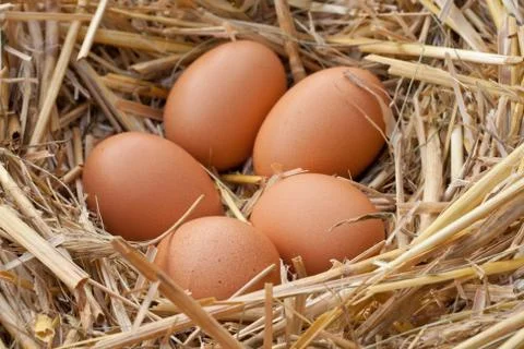 Eggs Stock Photos