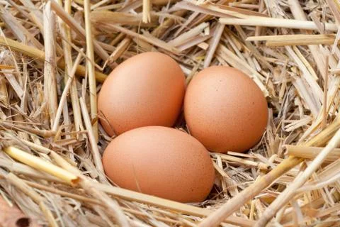 Eggs Stock Photos