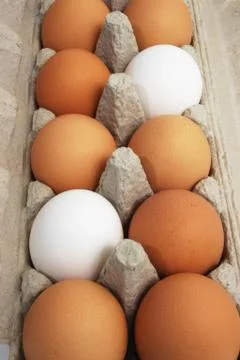 Eggs Stock Photos