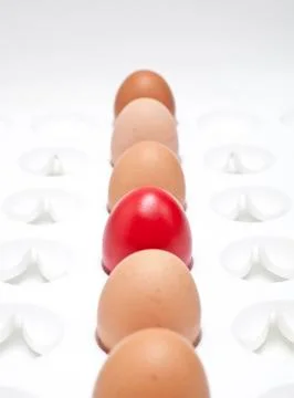 Eggs Stock Photos