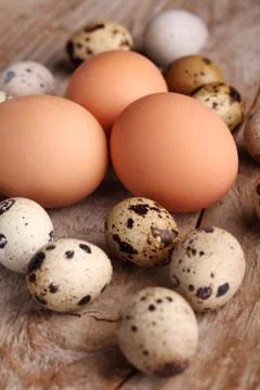 Eggs Stock Photos