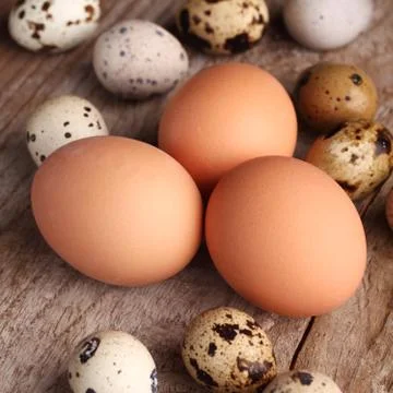 Eggs Stock Photos