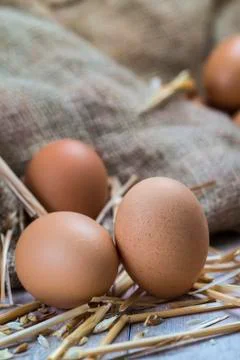Eggs Stock Photos