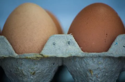 Eggs Stock Photos