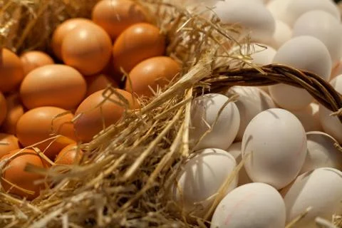 Eggs Stock Photos