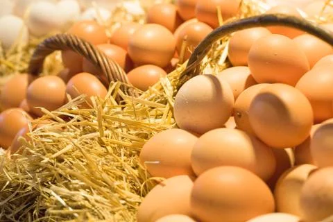 Eggs Stock Photos