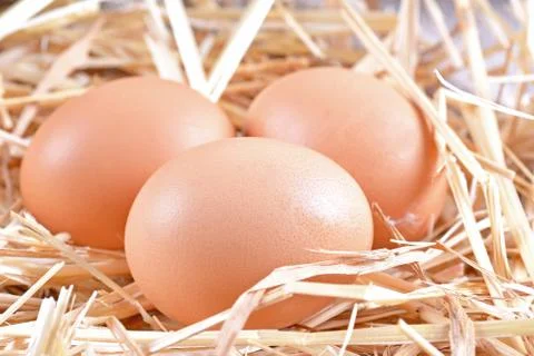 Eggs Stock Photos
