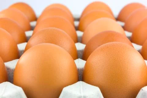 Eggs Stock Photos