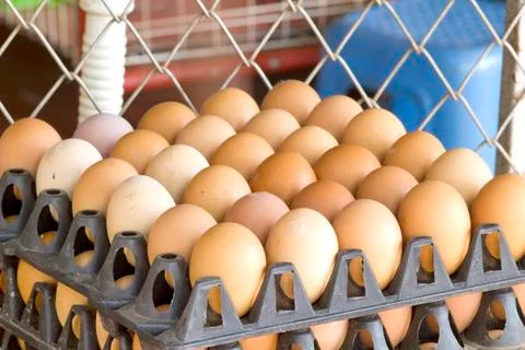 Eggs Stock Photos