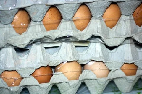 Eggs  Stock Photos