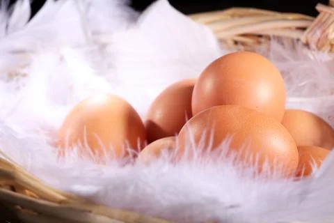 Eggs Stock Photos