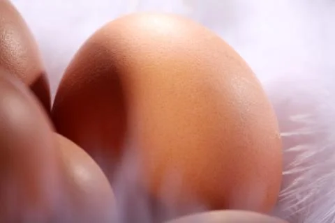 Eggs Stock Photos