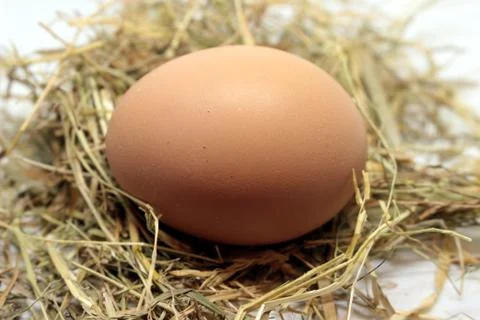 Eggs Stock Photos