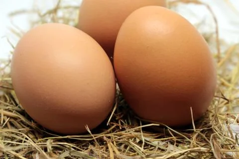 Eggs Stock Photos