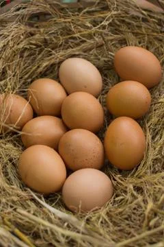 Eggs Stock Photos