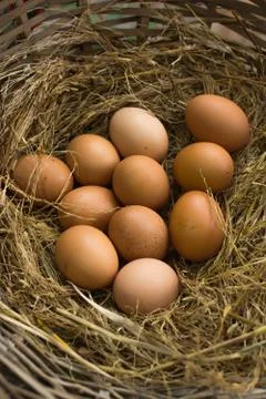Eggs Stock Photos