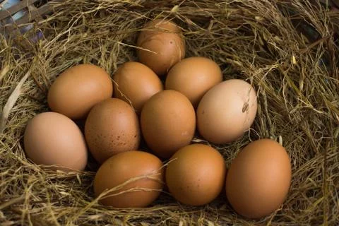 Eggs Stock Photos